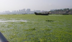 Qingdao se muči s algama