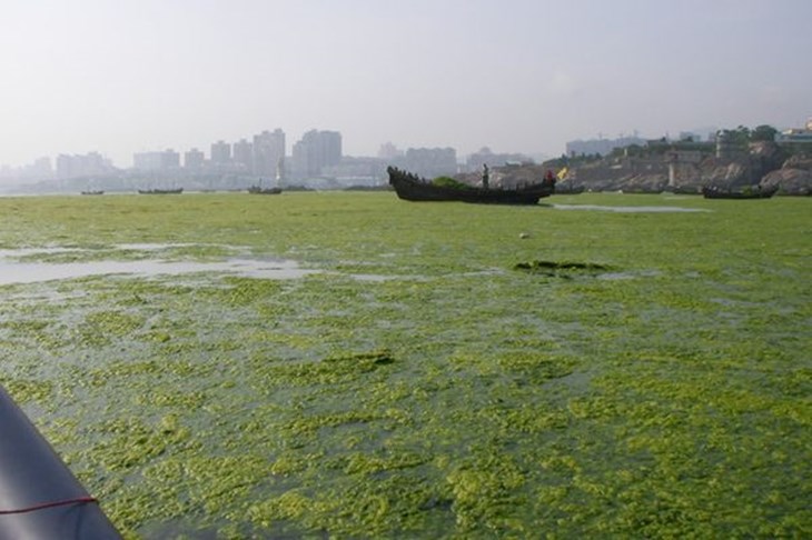 Qingdao se muči s algama