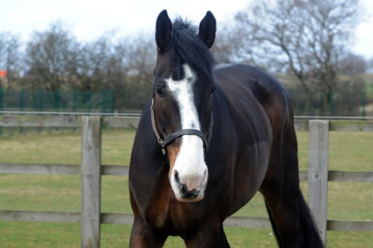 I konje udaraju, zar ne?