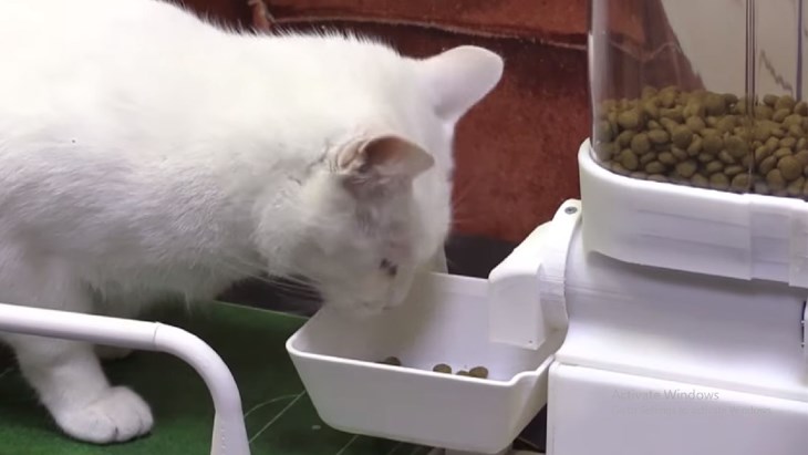 FANATIK: Hobotnica Paul dobila nasljednika - mačka Ahileja