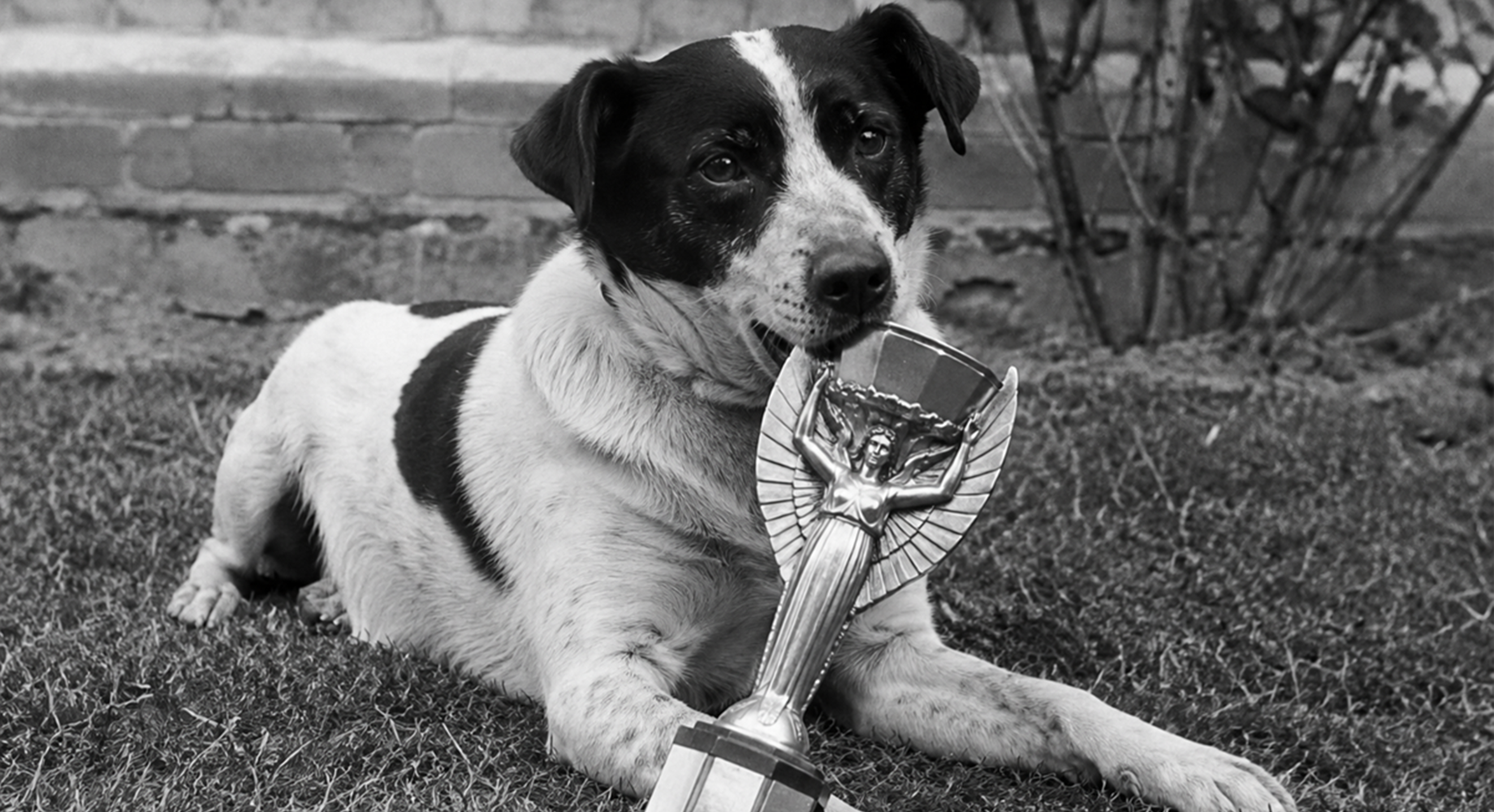 Priča o Picklesu, psu koji je 'spasio' SP 1966. - pronašao je trofej koji je kasnije opet ukraden